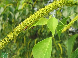 構(gòu)樹穗孕婦能吃嗎？孕婦能吃構(gòu)樹穗嗎？