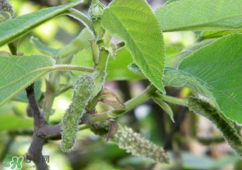 構(gòu)樹穗孕婦能吃嗎？孕婦能吃構(gòu)樹穗嗎？