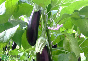 孕婦不能吃茄子嗎？為什么孕婦不能吃茄子？