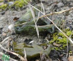 孕婦能吃雷公屎嗎？雷公屎孕婦能吃嗎？