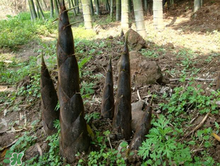 竹筍什么時(shí)候長(zhǎng)出來(lái)？竹筍幾月份長(zhǎng)出來(lái)？