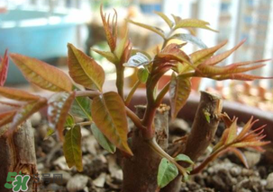 香椿什么時(shí)候發(fā)芽？香椿什么時(shí)候采摘？