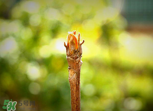 香椿什么時(shí)候發(fā)芽？香椿什么時(shí)候采摘？