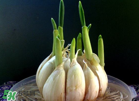 孕婦能吃大蒜嗎？孕婦可以吃生大蒜嗎？