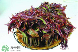 香椿什么時候上市？香椿幾月份上市？