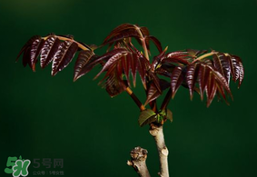 香椿什么時候上市？香椿幾月份上市？