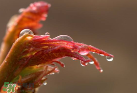 香椿什么時候上市？香椿幾月份上市？