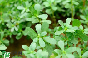 馬齒莧能治痔瘡嗎？馬齒莧怎么治痔瘡？