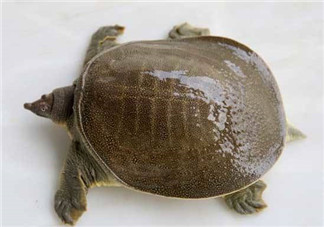 懷孕初期能吃甲魚(yú)嗎？懷孕初期可以吃甲魚(yú)嗎？