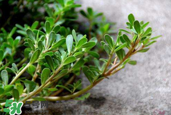 馬齒莧能治白發(fā)嗎？馬齒莧可以治白發(fā)嗎？