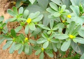 馬齒莧能治白發(fā)嗎？馬齒莧可以治白發(fā)嗎？