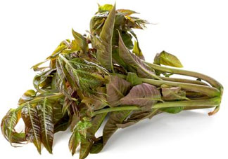 香椿多少錢一斤？香椿芽多少錢一斤2017？