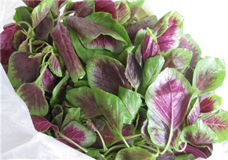 孕婦能吃莧菜嗎？孕婦可以吃莧菜嗎？