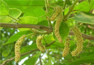 構(gòu)樹穗孕婦能吃嗎？孕婦能吃構(gòu)樹穗嗎？