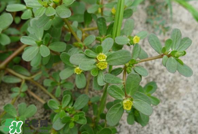 馬齒莧能治痔瘡嗎？馬齒莧怎么治痔瘡？