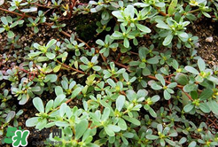 馬齒莧能治白發(fā)嗎？馬齒莧可以治白發(fā)嗎？