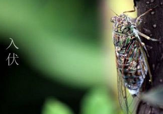 2017年頭伏是哪一天？2017年什么時(shí)候入伏？