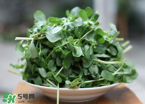 馬齒莧能治白發(fā)嗎？馬齒莧可以治白發(fā)嗎？