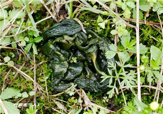 孕婦能吃雷公屎?jiǎn)幔坷坠涸袐D能吃嗎？