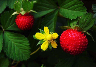 蛇莓孕婦能吃嗎？孕婦能吃蛇莓嗎？