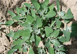 灰灰菜孕婦可以吃嗎？灰灰菜孕婦能吃嗎？