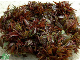 香椿什么味道？香椿吃起來什么味道？