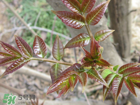 香椿什么味道？香椿吃起來什么味道？