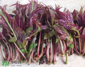 香椿什么味道？香椿吃起來什么味道？