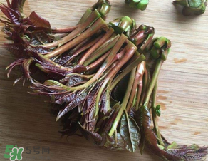 香椿可以曬干嗎？香椿怎么曬干？