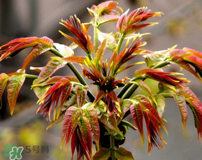 香椿可以冷凍嗎？香椿凍了能吃嗎？