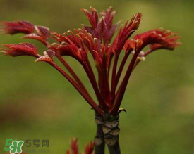 香椿能放冰箱嗎？香椿放冰箱能保存多久？