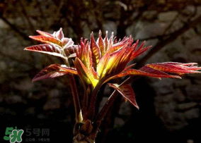 香椿能放冰箱嗎？香椿放冰箱能保存多久？