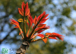 香椿苦能吃嗎？香椿苦怎么做好吃？