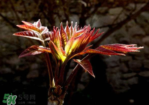 香椿苦能吃嗎？香椿苦怎么做好吃？