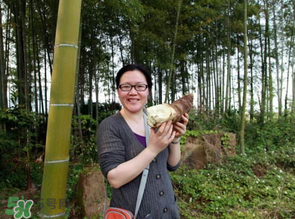 竹筍什么時(shí)候挖？竹筍幾月挖？