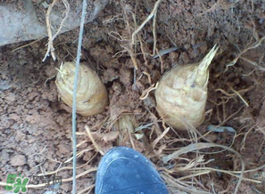 竹筍什么時(shí)候挖？竹筍幾月挖？