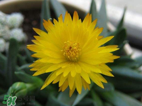 五月份什么花開？五月份開什么花？