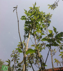 構(gòu)樹穗怎么做好吃？構(gòu)樹穗的做法是什么？