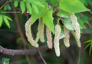 構(gòu)樹穗怎么做好吃？構(gòu)樹穗的做法是什么？