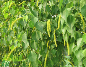 構(gòu)樹穗怎么做好吃？構(gòu)樹穗的做法是什么？