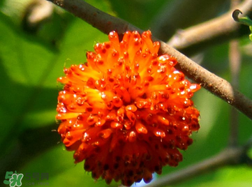 構(gòu)樹果實(shí)能吃嗎？構(gòu)樹果實(shí)孕婦能吃嗎？