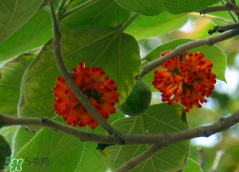 構(gòu)樹果實(shí)能吃嗎？構(gòu)樹果實(shí)孕婦能吃嗎？