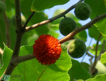構(gòu)樹果實(shí)能吃嗎？構(gòu)樹果實(shí)孕婦能吃嗎？