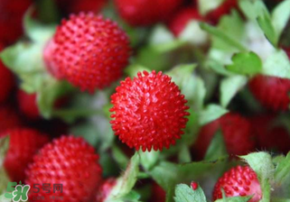 蛇莓孕婦能吃嗎？孕婦能吃蛇莓嗎？