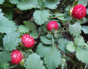 蛇莓孕婦能吃嗎？孕婦能吃蛇莓嗎？