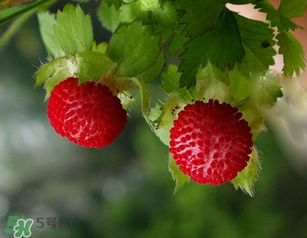 蛇莓孕婦能吃嗎？孕婦能吃蛇莓嗎？