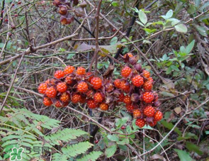 山莓孕婦能吃嗎？山莓孕婦可以吃嗎？