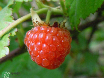 山莓孕婦能吃嗎？山莓孕婦可以吃嗎？