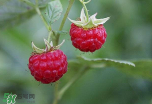 山莓孕婦能吃嗎？山莓孕婦可以吃嗎？