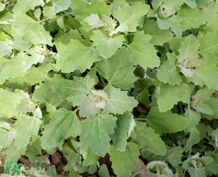 灰灰菜孕婦可以吃嗎？灰灰菜孕婦能吃嗎？